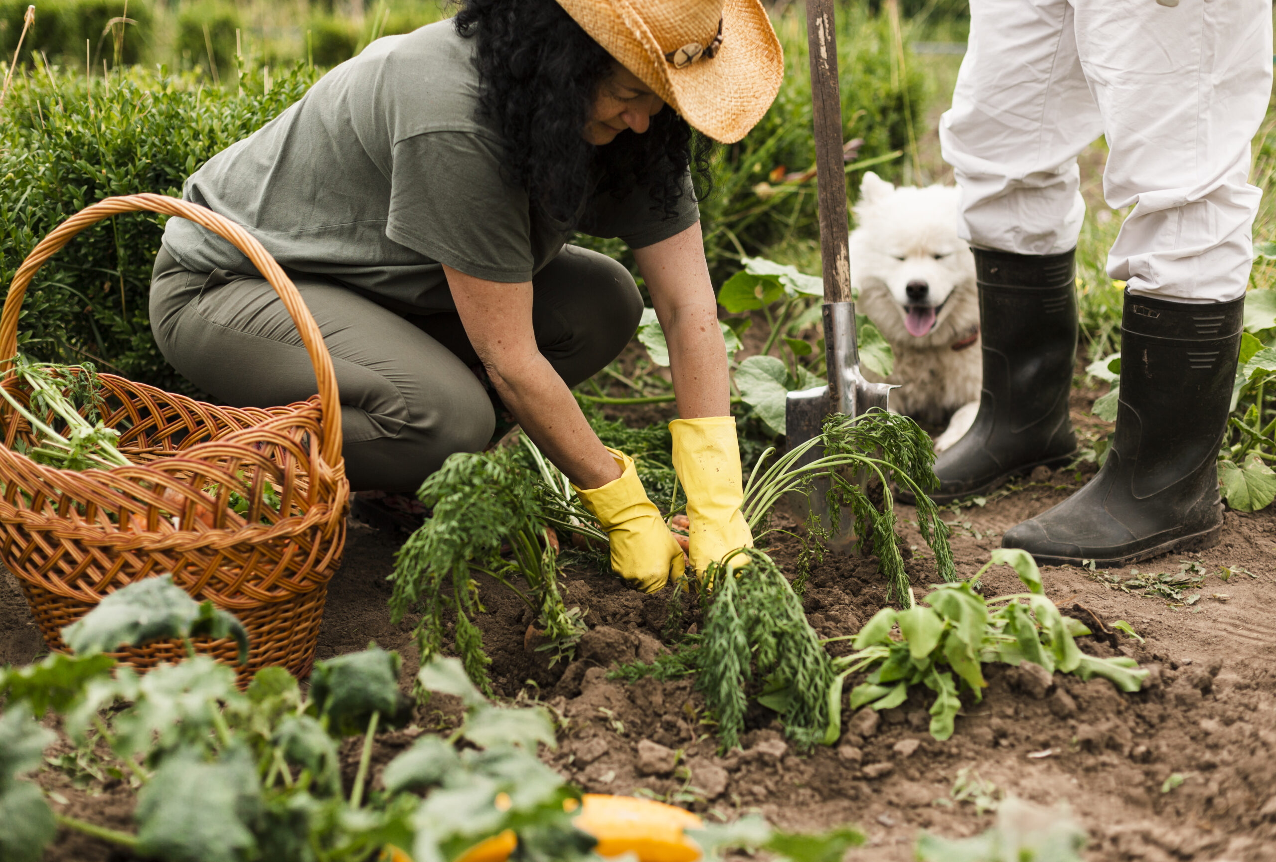 Como Cultivar Hortas Urbanas?